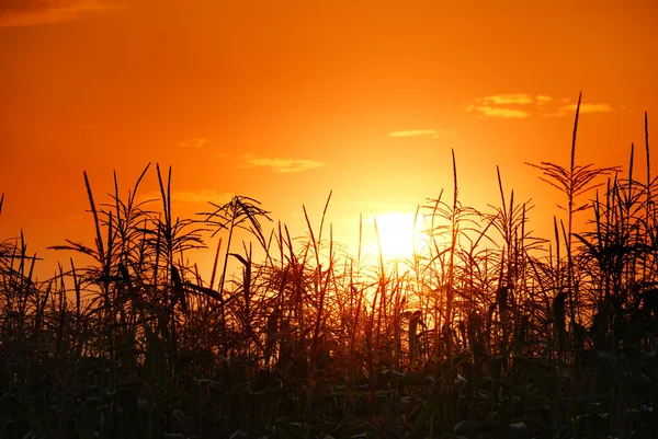 Pôr do sol no campo de milho — Fotografia de Stock