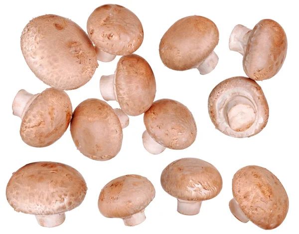 Conjunto de cogumelos isolados — Fotografia de Stock