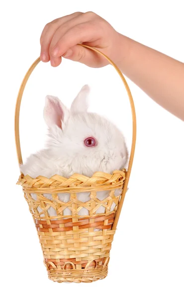 White baby rabbit and child hand — Stock Photo, Image