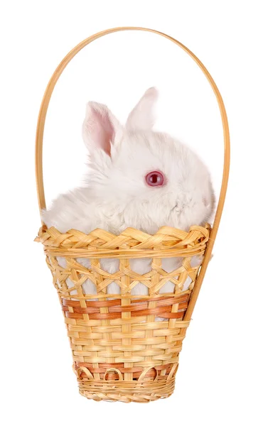 Sepet içinde beyaz bebek tavşan — Stok fotoğraf
