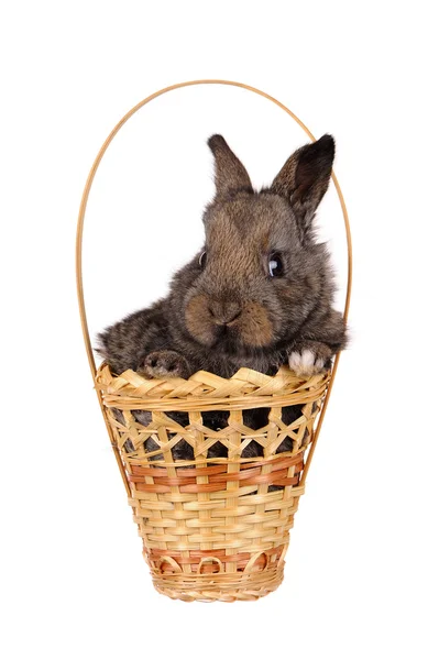 在篮子里只灰色的小兔子 — 图库照片