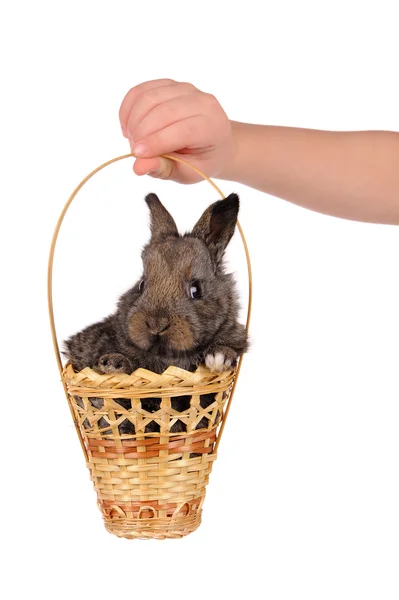 Grey baby rabbit and child hand — Stock Photo, Image