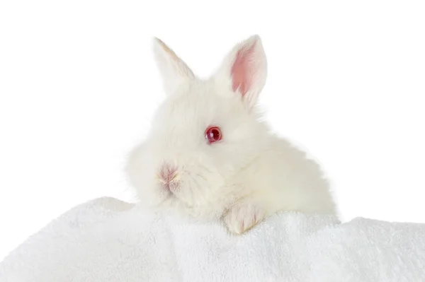 Coniglio bambino bianco — Foto Stock