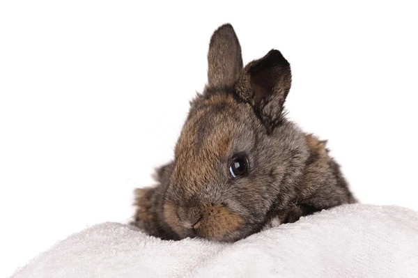 Gri bebek tavşan — Stok fotoğraf