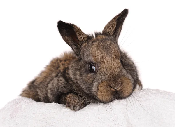Coniglio bambino grigio — Foto Stock