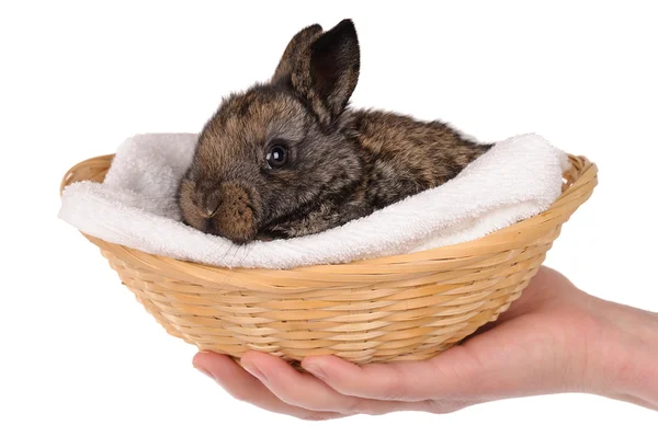 Graues Kaninchenbaby im Korb — Stockfoto