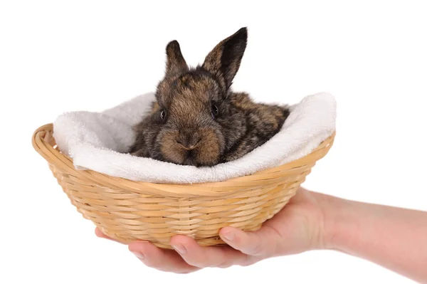 Grey baby rabbit in a basket — Stock Photo, Image
