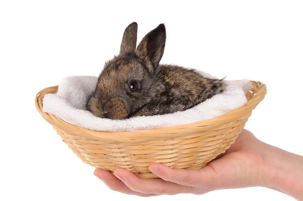 Baby szary królik — Zdjęcie stockowe