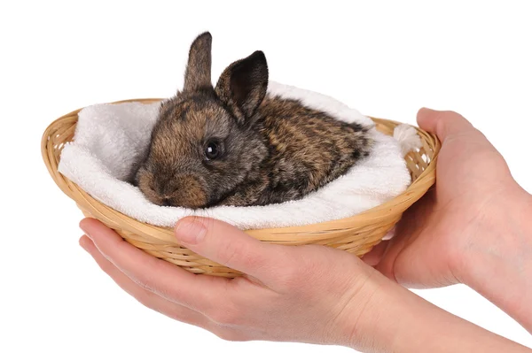 Grey baby rabbit — Stock Photo, Image