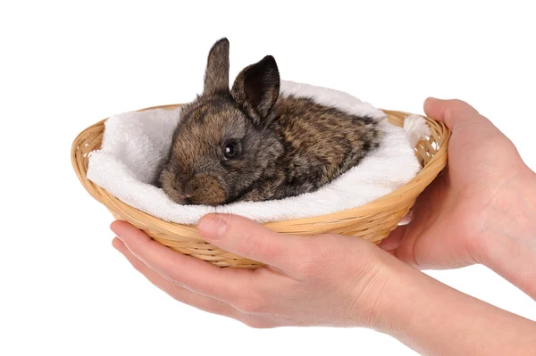 Baby szary królik w kosz — Zdjęcie stockowe