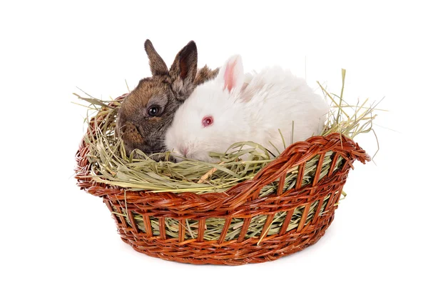 Beyaz ve gri bebek tavşan — Stok fotoğraf