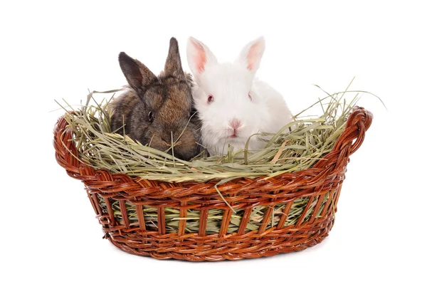 Beyaz ve gri bebek tavşan — Stok fotoğraf