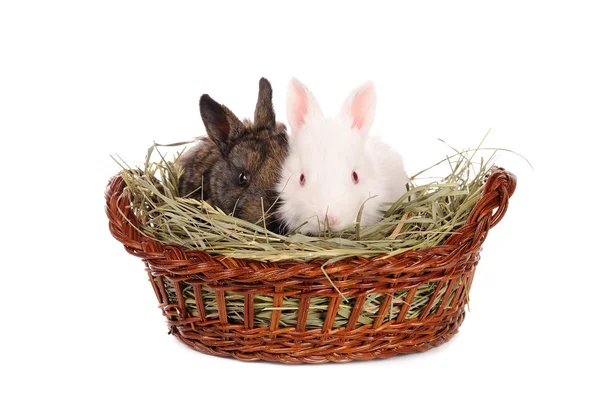 White and grey baby rabbits in a basket — Stock Photo, Image