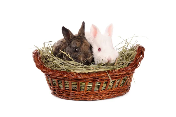 Sepet içinde beyaz ve gri bebek tavşan — Stok fotoğraf