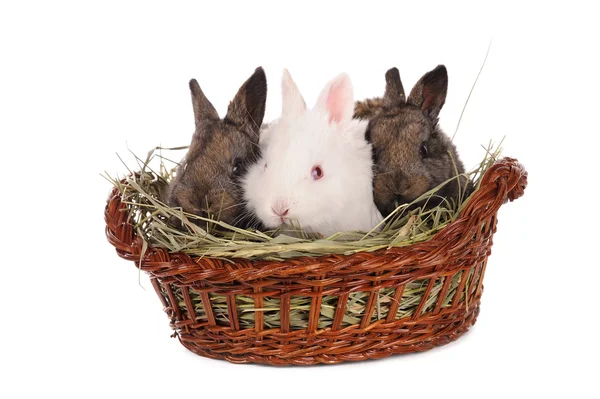 Sepet içinde beyaz ve gri bebek tavşan — Stok fotoğraf