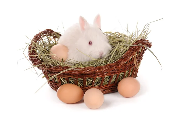 Beyaz bebek tavşan ve bir sepet yumurta — Stok fotoğraf