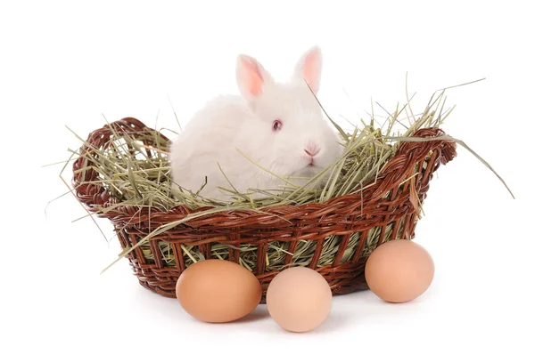 White baby rabbit and eggs in a basket — Stock Photo, Image