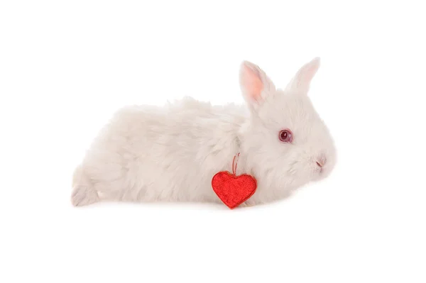 Weißes Kaninchen und Herz — Stockfoto