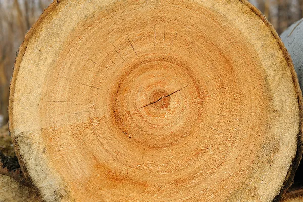 Пиляні текстури деревини . — стокове фото