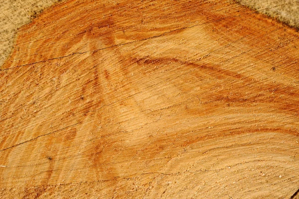 Sawn wood texture. — Stock Photo, Image