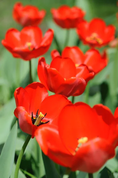 Красные тюльпаны на солнце — стоковое фото