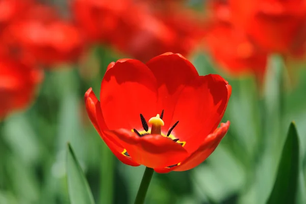 Червоні тюльпани на сонячному світлі — стокове фото