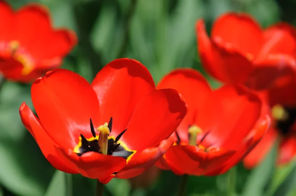 Rote Tulpen im Sonnenlicht — Stockfoto
