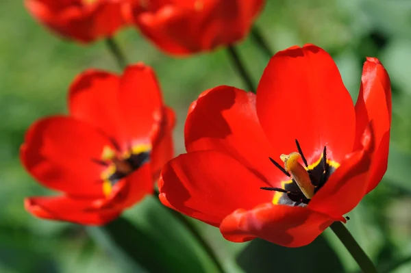 Red tulips in sunlight — Stock Photo, Image
