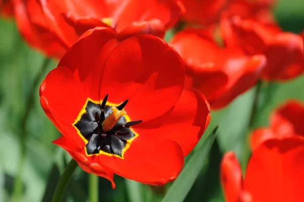 Røde tulipaner i sollys – stockfoto