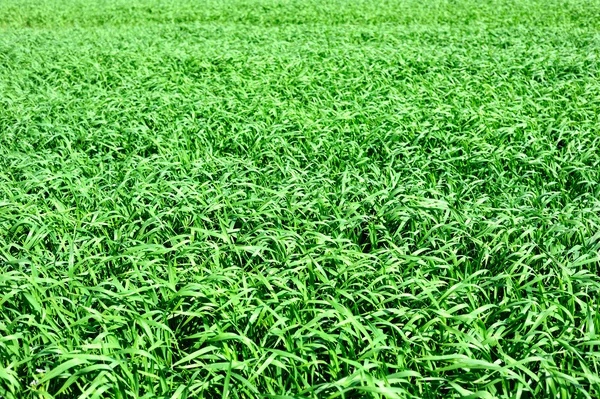 Fondo de hierba verde brillante — Foto de Stock