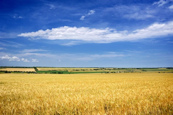 Gelbes Weizenfeld und Himmel — Stockfoto