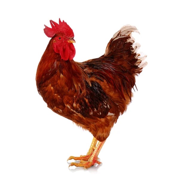 Rooster on white — Stock Photo, Image