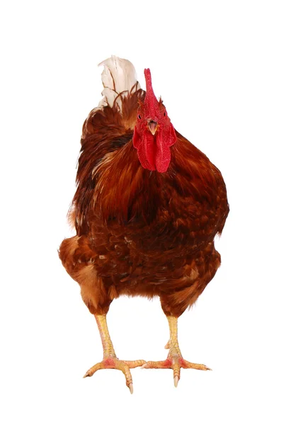 Brown rooster isolated — Stock Photo, Image