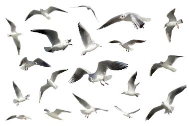 Set of white flying birds isolated. gulls clipart