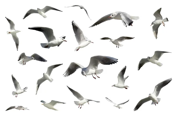 Набір білих літаючих птахів ізольовані. мартинів Ліцензійні Стокові Фото