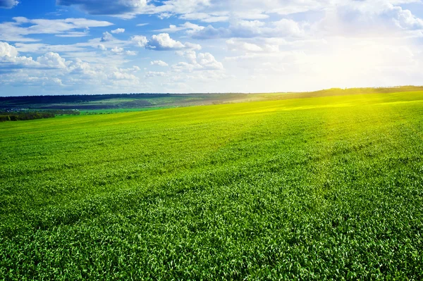 Красивое зеленое поле и облака — стоковое фото