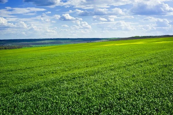 Красиве зелене поле і хмари — стокове фото