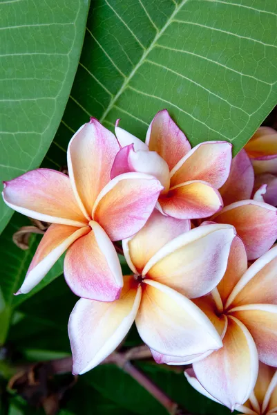 stock image Frangipani flowers with green leaves