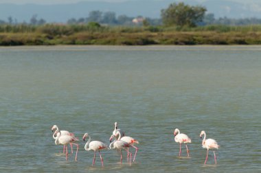 camargue içinde pembe flamingo