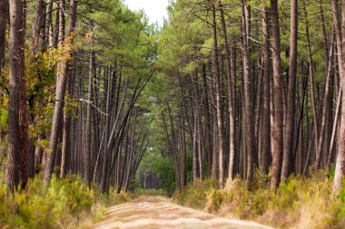 European pine tree forest clipart