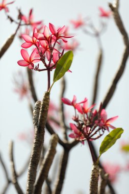 Frangipani çiçek ve şube