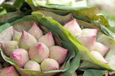 Pink lotus buds clipart