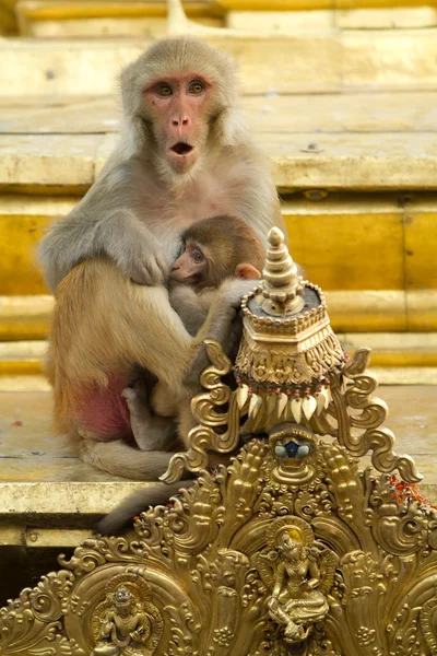 stock image Macaque portrait