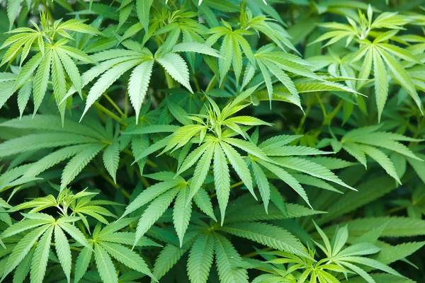 Planta de marihuana — Foto de Stock
