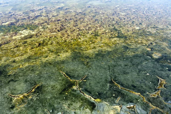 Textures des algues et du sol — Photo