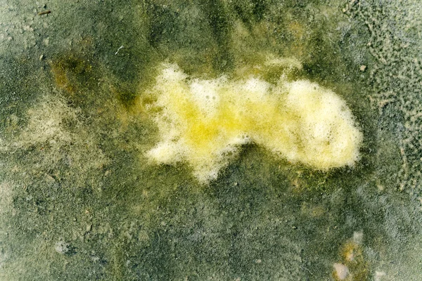 泥と藻のテクスチャ — ストック写真