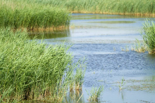 Reed em água azul — Fotografia de Stock