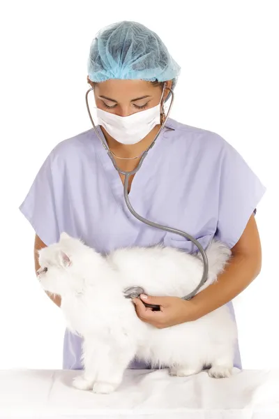 Veterinaria examinando gato blanco — Foto de Stock