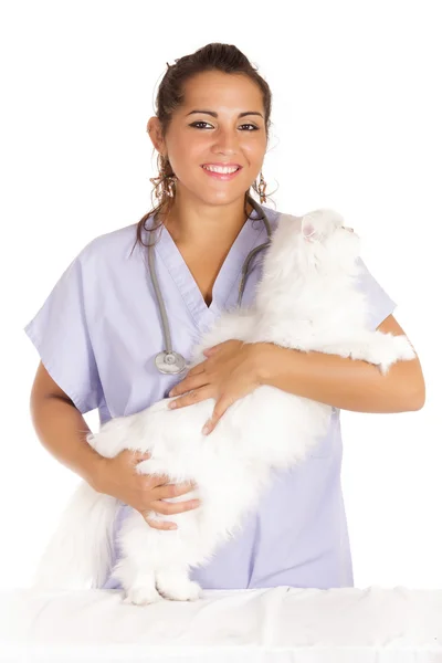 Veterinaria abrazo blanco angora gato — Foto de Stock