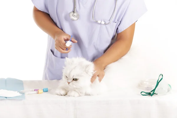 Veterinary cat healing — Stock Photo, Image